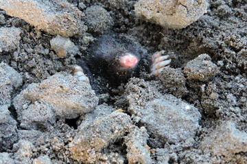 A portrait of a black European mole coming out of a molehill in the garden