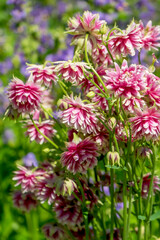 Akeleien (Aquilegia)