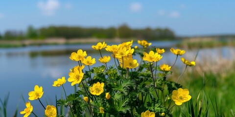 Bright yellow wildflowers in full bloom by a serene lakeside with a blurred background of greenery and blue sky