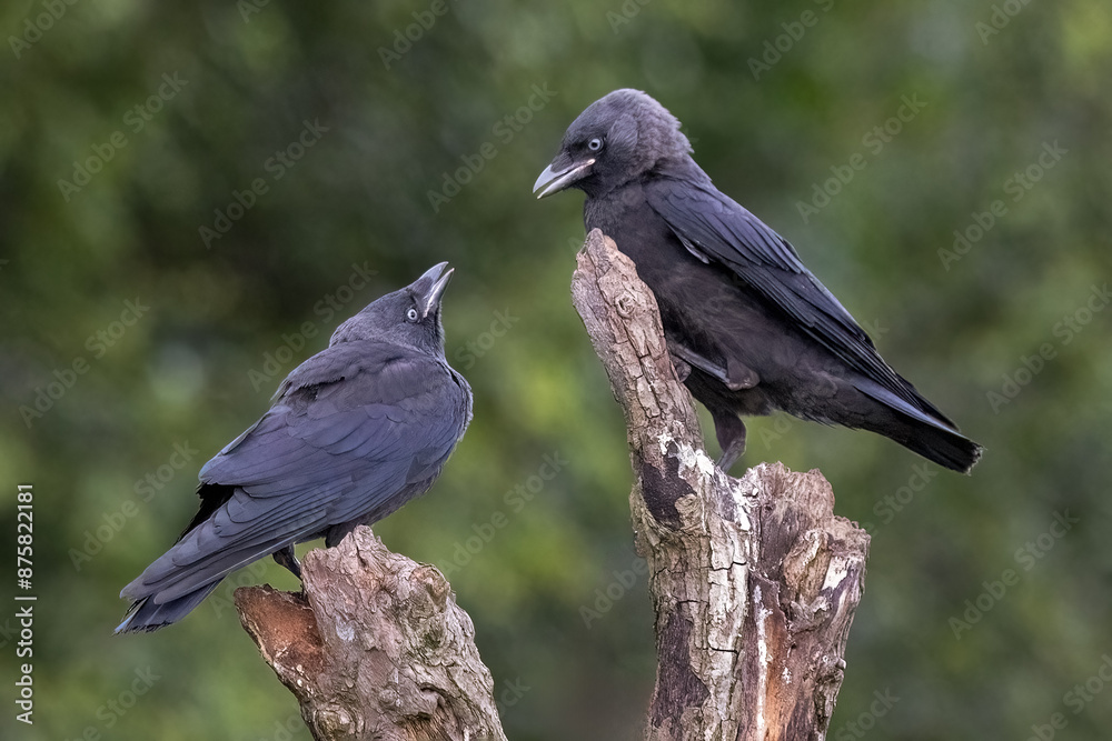 Poster a close up of two jackdaws standing perched on the top of a tree. one is a juvenile looking up to it