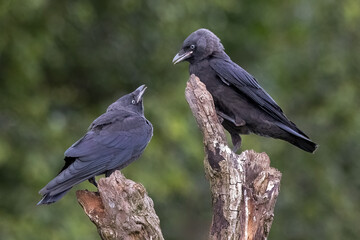 a close up of two jackdaws standing  perched on the top of a tree. One is a juvenile looking up to its parent for food