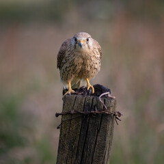 A male kestrel perched on top of a post with its prey. He is looking straight at the camera whilst feeding on a small rodent