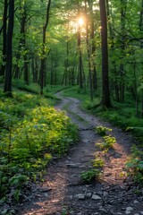 Fototapeta premium The sun shines through the trees in the forest