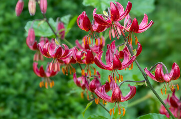 Türkenbund-Lilie (Lilium martagon) © AnnaReinert