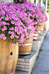 pink flowers in pots of wooden barrels, garden decor