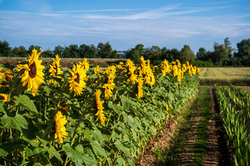 Fototapety na wymiar - Fototapeta24.pl