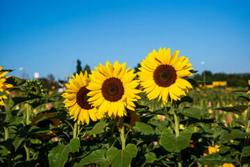 Obraz premium sunflowers in the field