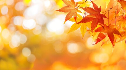 Fototapeta premium Golden Maple Leaves In Warm Fall Light With Soft Bokeh Effects Ideal For Seasonal Cards, Branding, And Decorative Concepts
