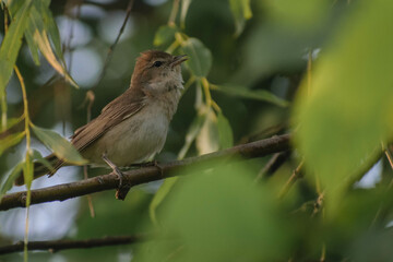 Garden Warbler on a branch