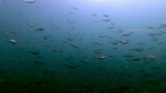 A lots Cod fishes swimming in the blue water, Slow motion, Close-up, the Black cod fish or Smallscaled Cod (Notothenia microlepidota) 