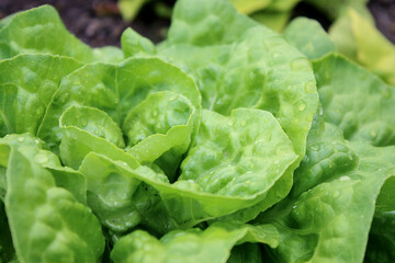 Macro close up of green lettuce growing in a garden bed