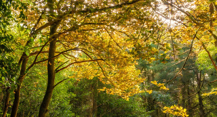 Forest Green and Gilded Leaves. Generative AI.