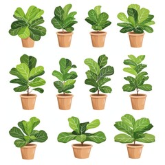 Fototapeta premium Fiddle Leaf Fig (Ficus Lyrata) Pot Plant Icon Set, Ficus Lyrata Plant Flat Design, Fiddle Leaf Fig Symbol