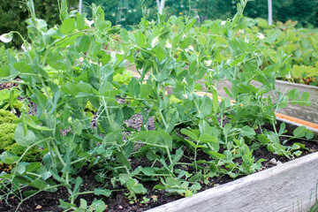 Close up of young sweet pea seedling growing in garden bed