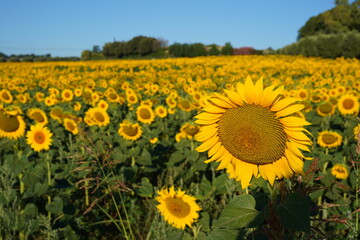 Sunflower field in the countryside of Rome, Italy