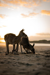 K&auml;nguru am Strand von Cape Hillsborough, Australien &ndash; Magischer Sonnenaufgang mit wilden Wallabies und pazifischer K&uuml;stenidylle