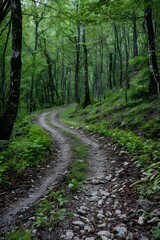 Fototapeta premium The path through the forest