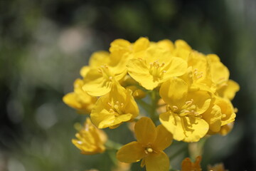 菜の花