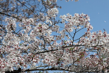 桜と青空