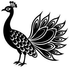 peacock vector illustration