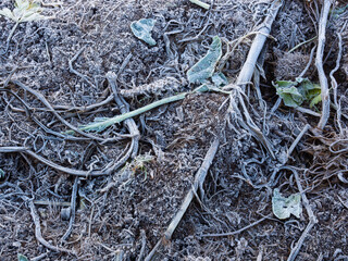 Frost on the ground on a Winter morning