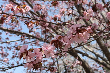 山桜
