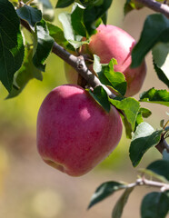 Red ripe apples on a tree in summer