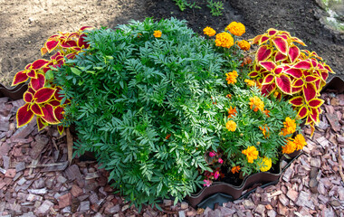 Red plant growing in mulch in nature