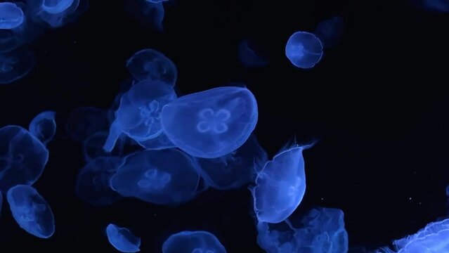Glowing jellyfish float gracefully in dark water with a mesmerizing blue light