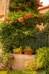Flowering front garden. House wall beautifully planted with climbing trumpet. Other flowering plants such as oleander and calibrachoa in plant pots. Mediterranean ambience