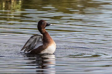 A maleHardhead Duck flapping wings in water