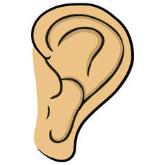 The ear organ is on the human body.