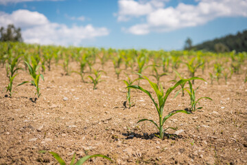 Young corn field, small corn plant is growing from the brown soil on a hot summer day with blue skies. Overview of a young corn field.