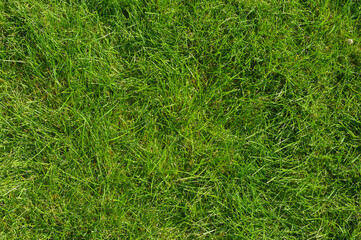 lawn grass. beautiful background of green grass.