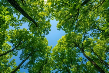 Fototapeta premium Looking up at the lush green leaves of a tree