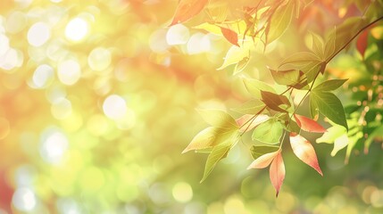 Fototapeta premium Green maple leaves warm suitable decorative light during natural summer party events nature background seasonal banner forest