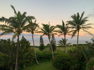 palm trees at sunset, Maui Hawaii