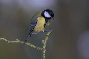 Great tit, parus major, perched on a small branch in a park in Algorta, Bizkaia