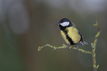 Obraz premium Great tit, parus major, perched on a small branch in a park in Algorta, Bizkaia