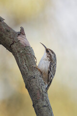 European treecreeper, Certhia brachydactyla, Short-toed Treecreeper searching for food on the trunk of an acacia