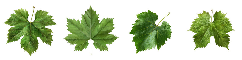 Fototapeta premium Collection of four green leaves with detailed textures, isolated on transparent background. Ideal for botanical, nature, and design projects. transparent background