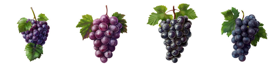 Fototapeta premium Elegant isolated illustrations of different grape clusters in varying shades of purple and green. Perfect for wine, fruit, or nature-themed designs. transparent background