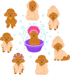 Cute funny toy poodle takes bath. Hand drawn doodle character in different poses. Pretty dog in bathrobe, wrapped in towel, wearing curlers on head, sits in plastic bowl. Pet care hygiene procedures