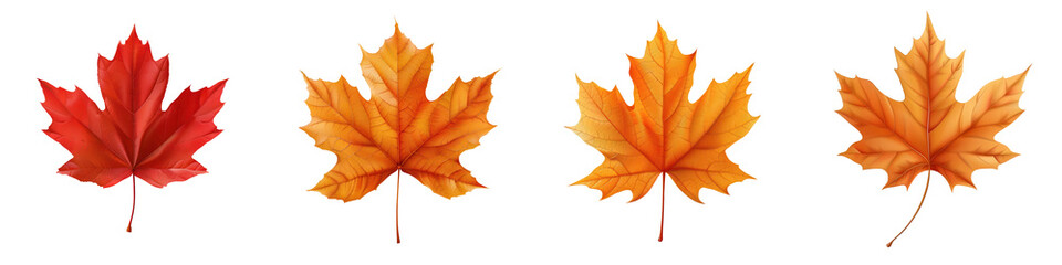 Fototapeta premium Row of four autumn maple leaves in varying shades of red and orange, symbolizing the beauty of fall and the changing seasons. transparent background