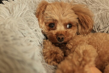 横目のトイ・プードル