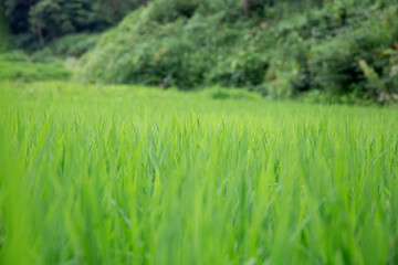 Fototapeta premium 田んぼ2