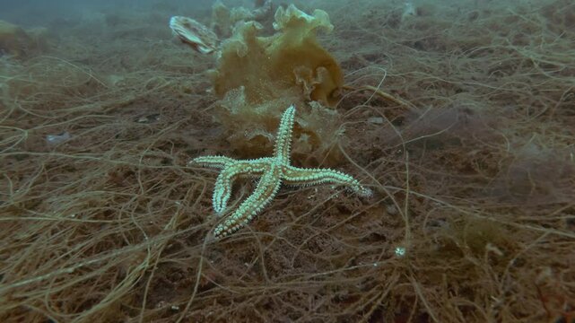 Sea star lies on the seabed covered with brown algae, scallop swims above it, the Spiny Starfish (Marthasterias glacialis) and Queen scallop or Manx queenie (Aequipecten opercularis)