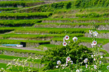 夏の坂折棚田（岐阜県恵那市）