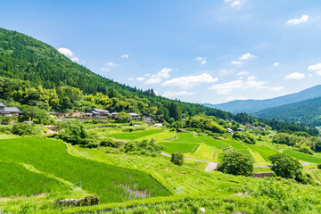 夏の坂折棚田（岐阜県恵那市）