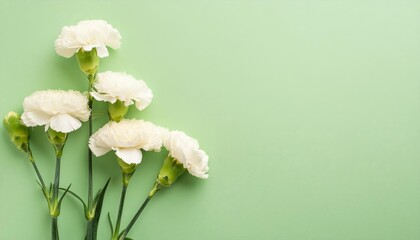 White Carnations on Green Background - Beautiful Flowers for Spring - Colored Carnation - Background for Mother's Day, Woman's Day, Valentine's Day or Birthday - Space for Copy or Text